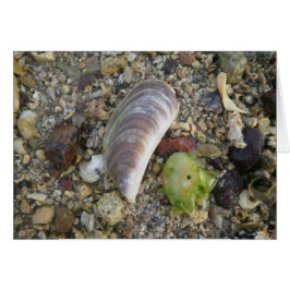 conchas en una playa