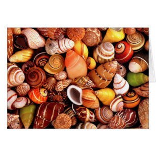 conchas marinas