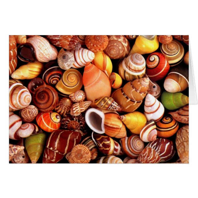 conchas marinas (Anverso (Horizontal))