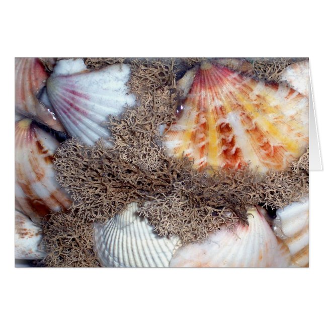 conchas marinas 3 (Anverso (Horizontal))
