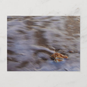 conchas marinas con postal de surf