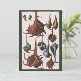 Conchas marinas, Conchas marinas antiguas, Vida ma