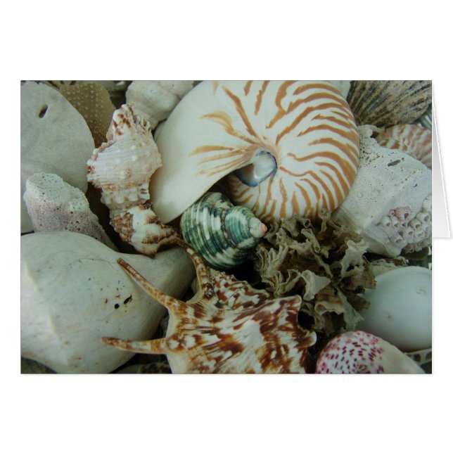 conchas marinas de Florida (Anverso (Horizontal))