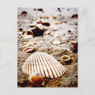 conchas marinas en la postal costera