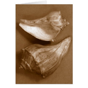Conchas sensuales