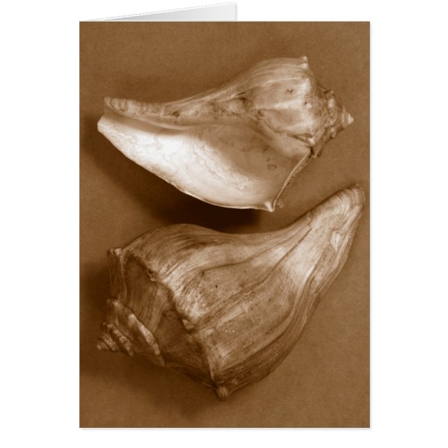 Conchas sensuales (Frente)