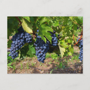 Concordar uvas en la postal del vino