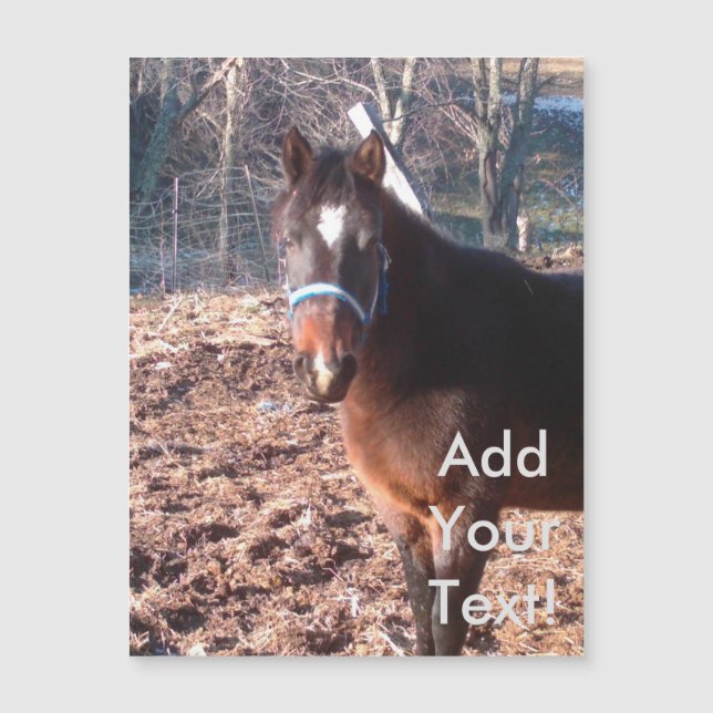 Condado de Brown Farm Horse Raleigh (Anverso)