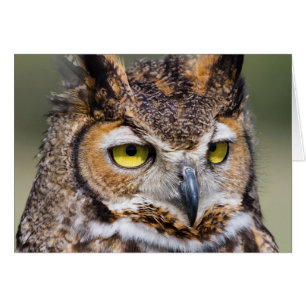 Condado de Kendall, Texas. Lechuza Horneada