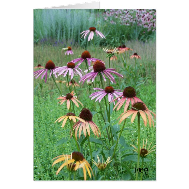 Cone Flower Dance (Frente)