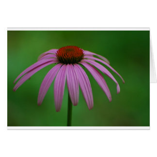 Coneflower púrpura