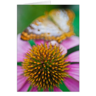 Coneflower púrpura