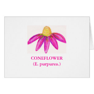 CONEFLOWER (purpurea del E.)