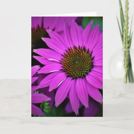 Coneflower, tarjeta