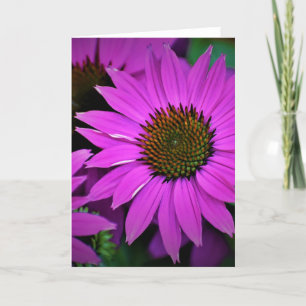 Coneflower, tarjeta