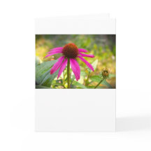 Coneflower, tarjeta