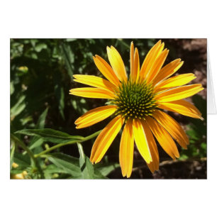 Coneflower, tarjeta