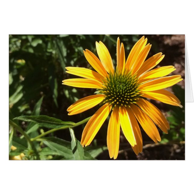 Coneflower, tarjeta (Anverso (Horizontal))
