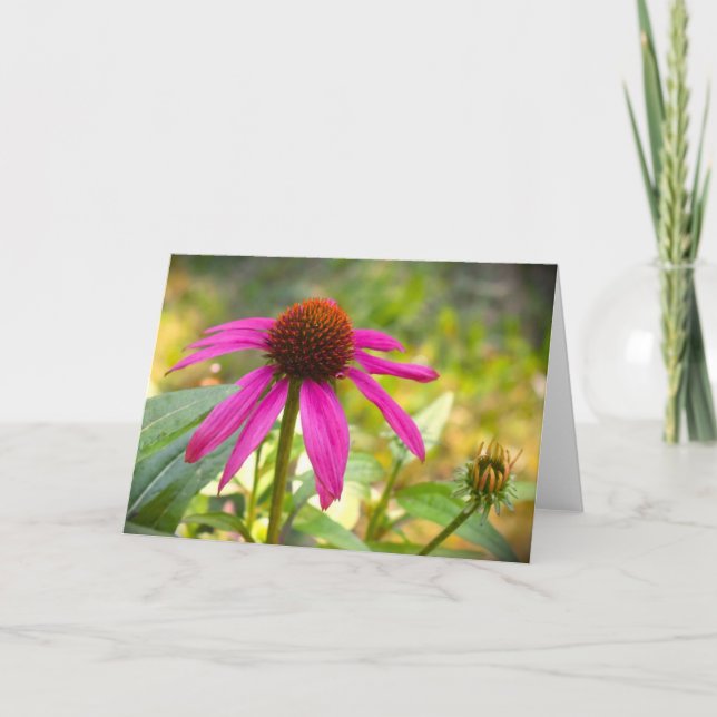 Coneflower, tarjeta (Anverso)