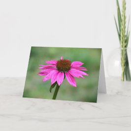Coneflower, tarjeta