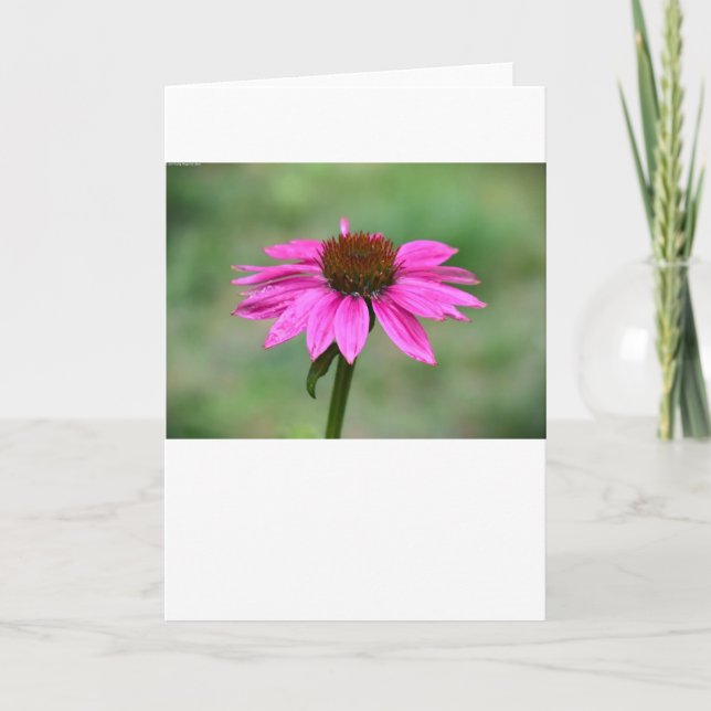 Coneflower, tarjeta (Anverso)