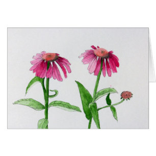 Coneflowers púrpura