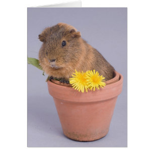 conejillo de indias en una olla de flores