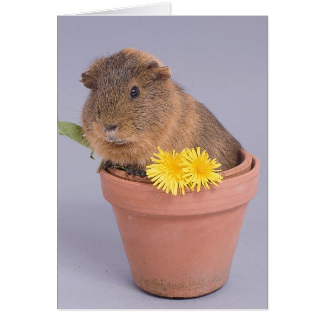 conejillo de indias en una olla de flores (Frente)