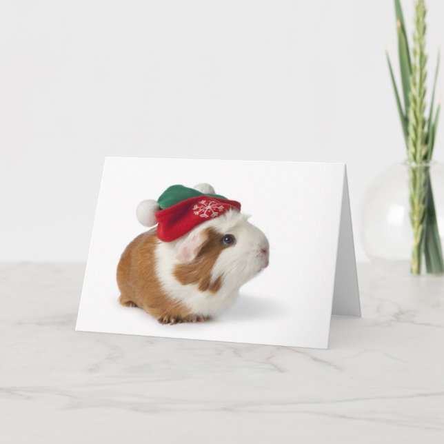 Conejillo de Indias lindo con el gorra del navidad (Anverso)