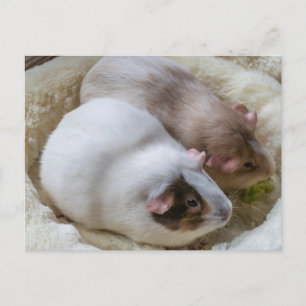 Conejillos de indias lindos vista postal