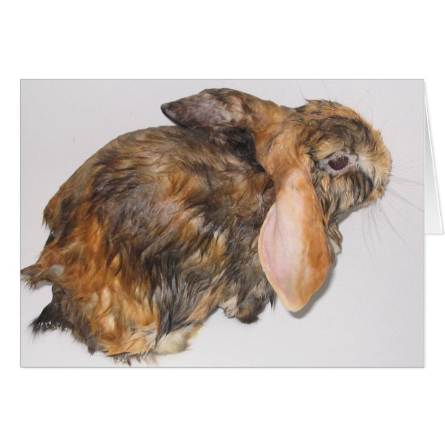 Conejito Bathtime (Anverso (Horizontal))