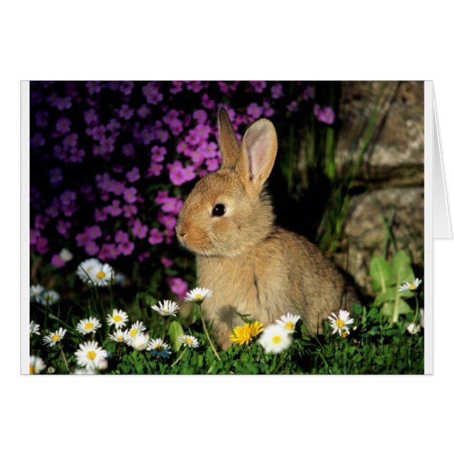 Conejito de pascua (Anverso (Horizontal))