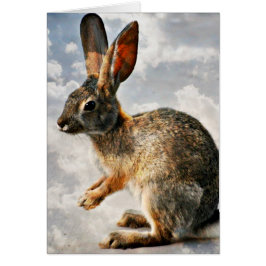 Conejito de rogación en los cielos