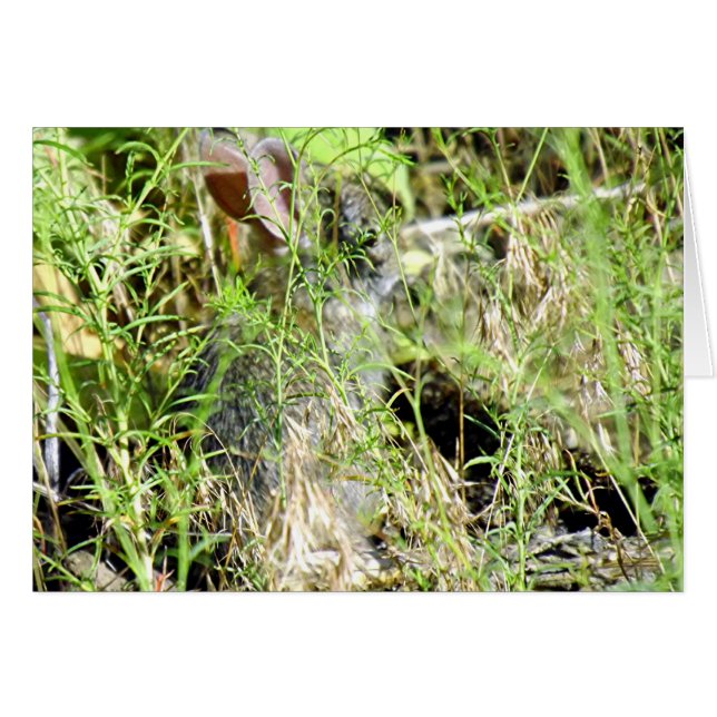 Conejito del bebé (Anverso (Horizontal))