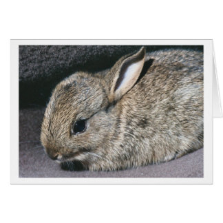 conejo