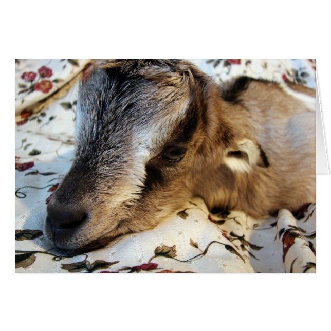 Conejo (Anverso (Horizontal))