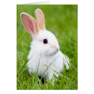 Conejo blanco