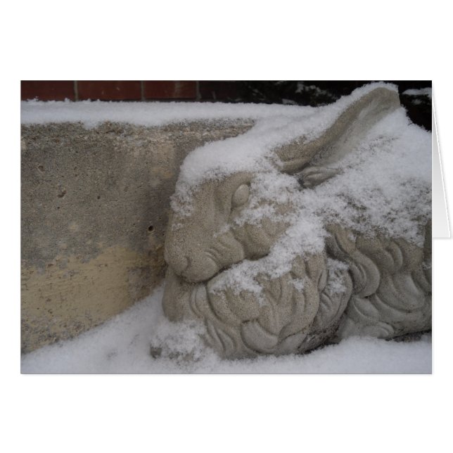 Conejo blanco (Anverso (Horizontal))