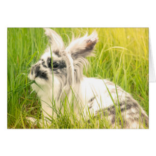 Conejo blanco y negro