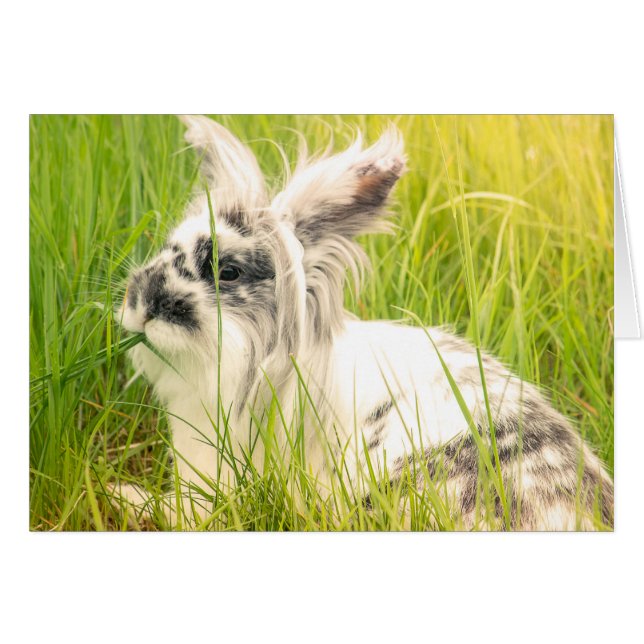 Conejo blanco y negro (Anverso (Horizontal))