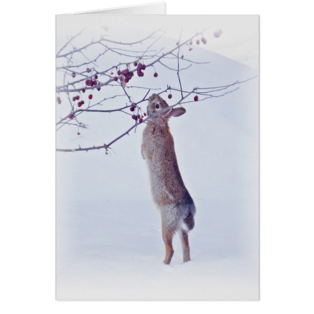 Conejo de arveja de Crabapple (Frente)