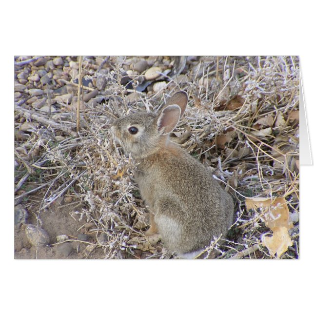 Conejo de bebé dulce (Anverso (Horizontal))