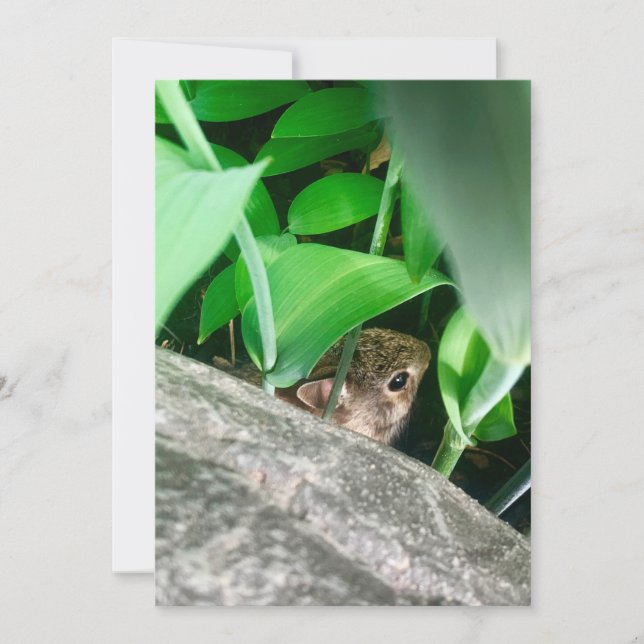 Conejo de bebés (Anverso)