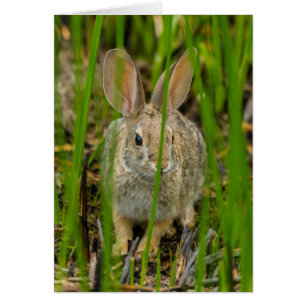 Conejo de cola de algodón del desierto
