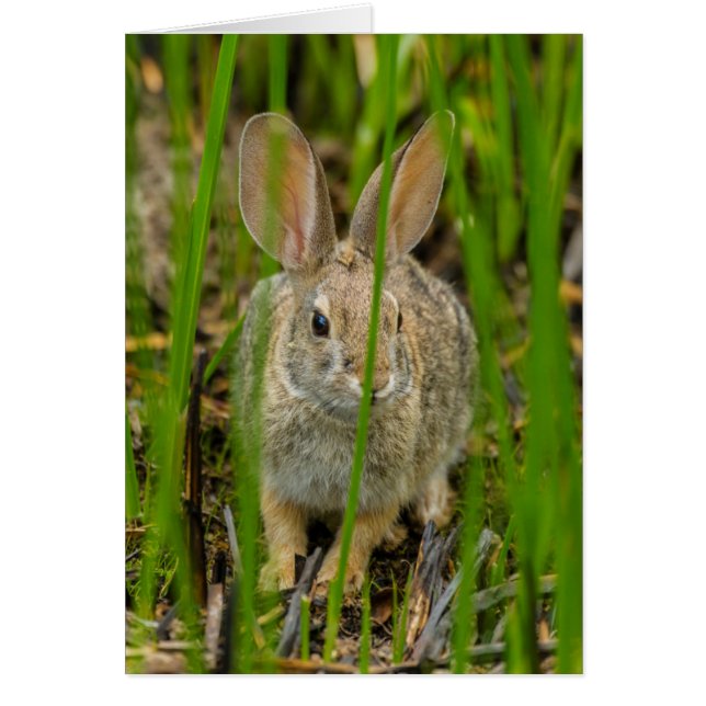 Conejo de cola de algodón del desierto (Frente)