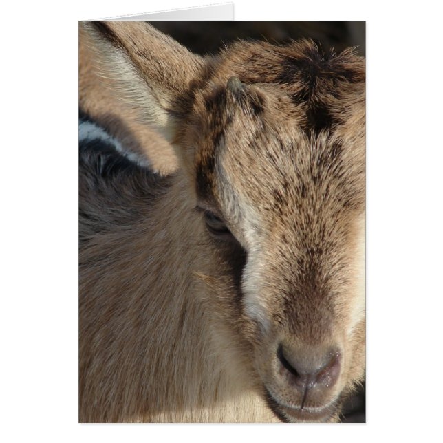 Conejo de la cabra (Frente)