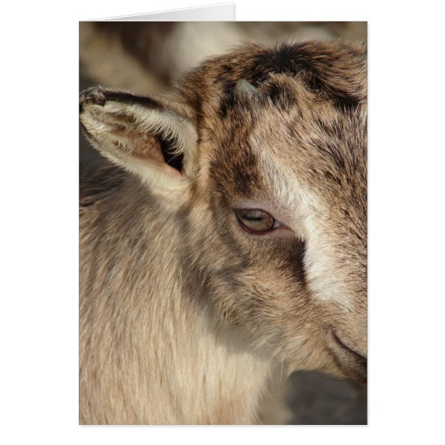 Conejo de la cabra (Frente)