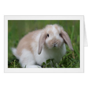 Conejo de lopo de bebé con leche de zinc - Animale