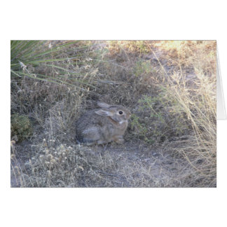 Conejo escondido en tarjeta de gramíneas