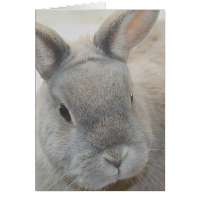 conejo fotografiado por Tutti (Frente)